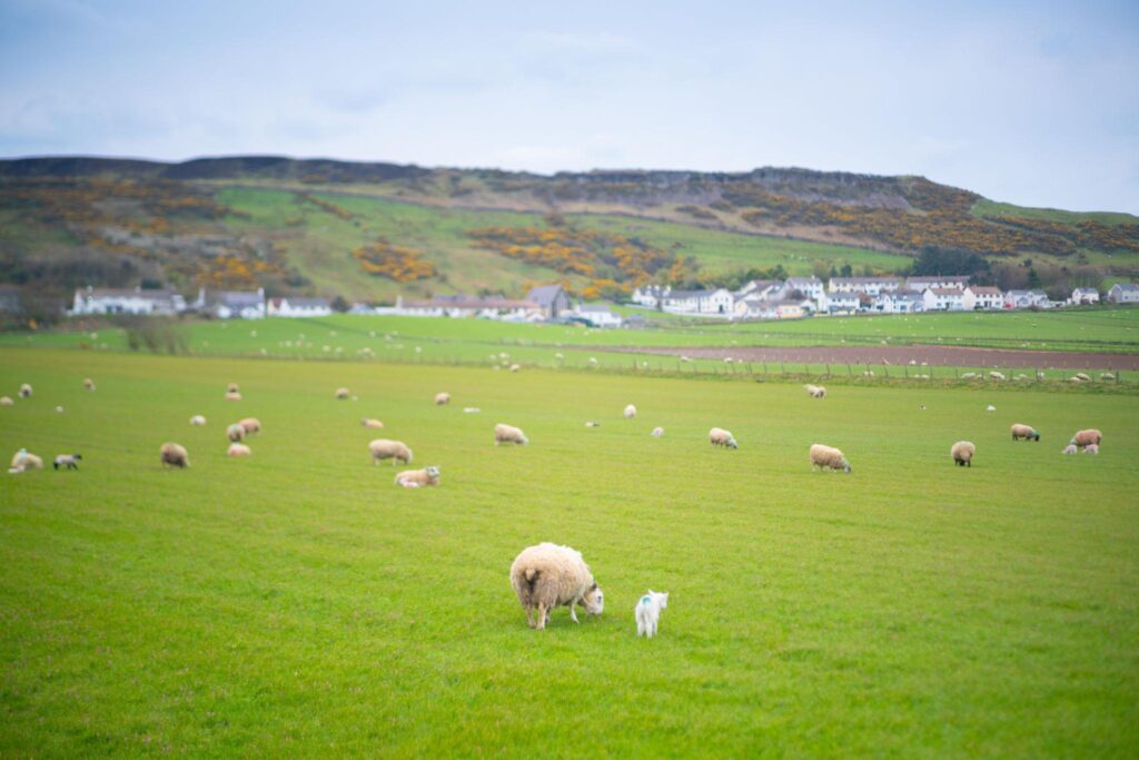 Farmer speaks of ‘horror’ after discovering 13 lambs had their necks deliberately broken